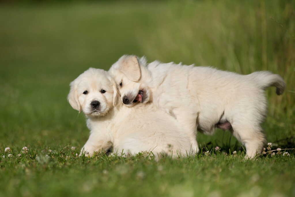 Puppy Kindergarten: Young purebred golden retriever puppies having fun outdoors in the nature on grass meadow on a sunny summer day.